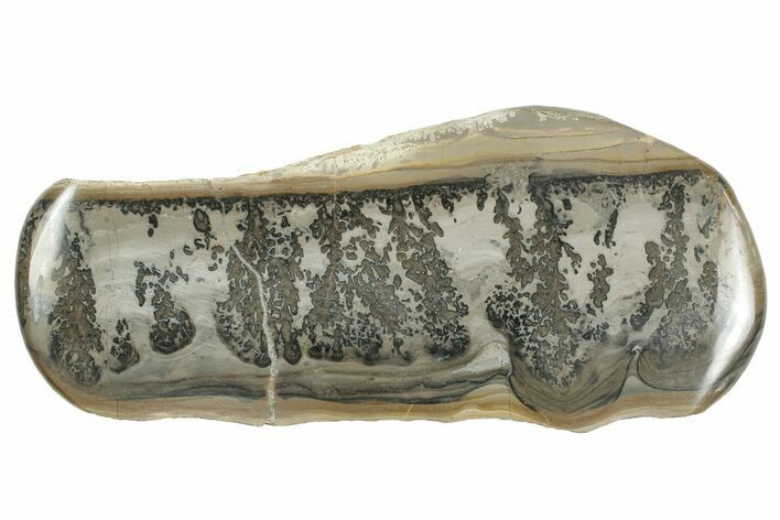 Triassic Aged Stromatolite Fossil - England #242139